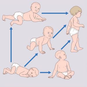 Types of Baby Crawls